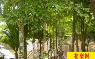 紅花梨下腳料千萬(wàn)別再丟了，都是寶啊